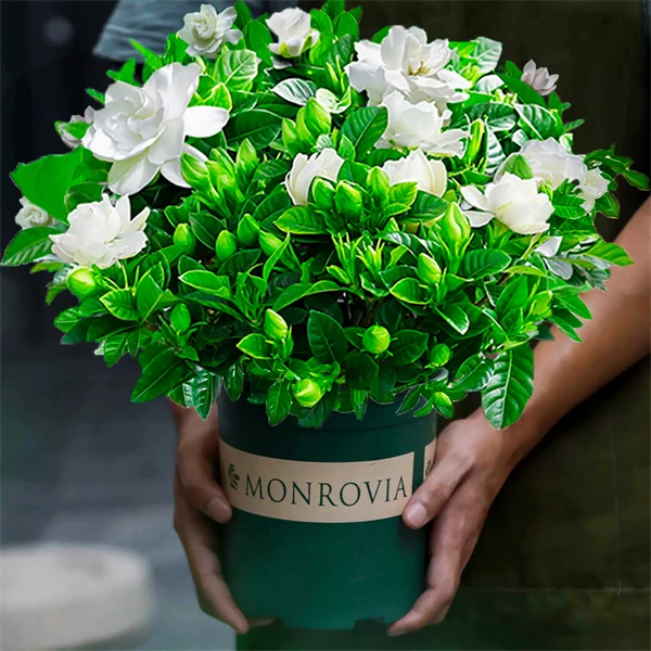 蝶蔓霆栀子花四季开花家养花卉植物室内好养活苗适合四季养的花