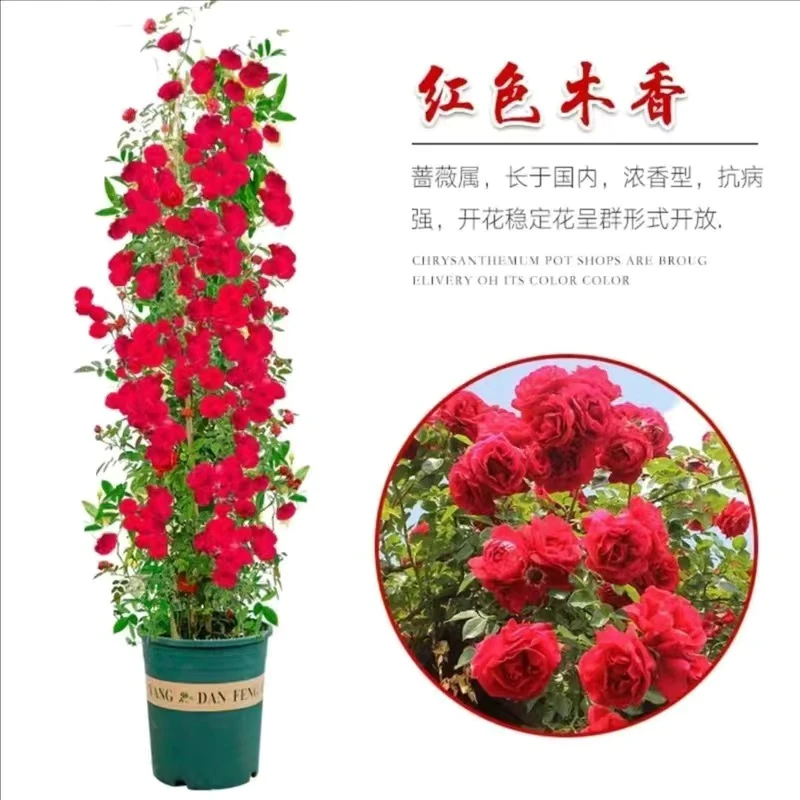 红木香花四季红色爬藤植物特大花苗盆栽攀爬浓香花卉
