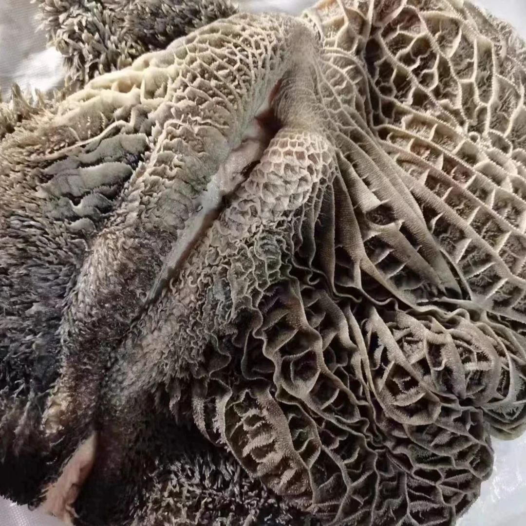 新鲜黄牛生牛肚整个黑肚新鲜火锅烧烤优选顺丰包邮送料包