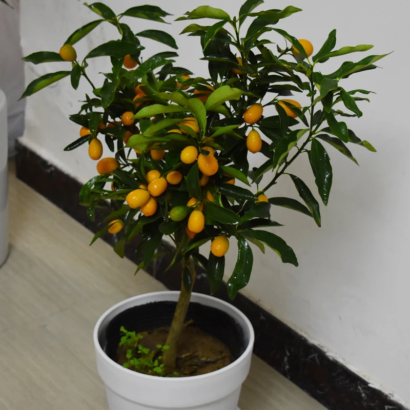 脆皮金桔带果金桔树苗嫁接苗脆皮金桔盆栽地栽金橘子树苗当年结果