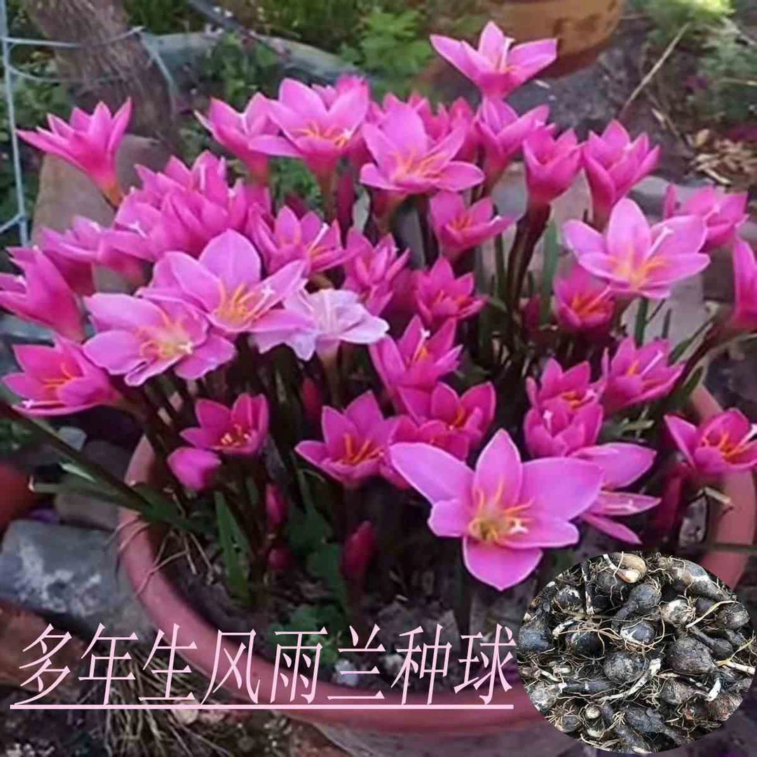 风雨兰种球韭兰葱兰花苗石蒜室内外庭院阳台盆栽四季种易种活花卉