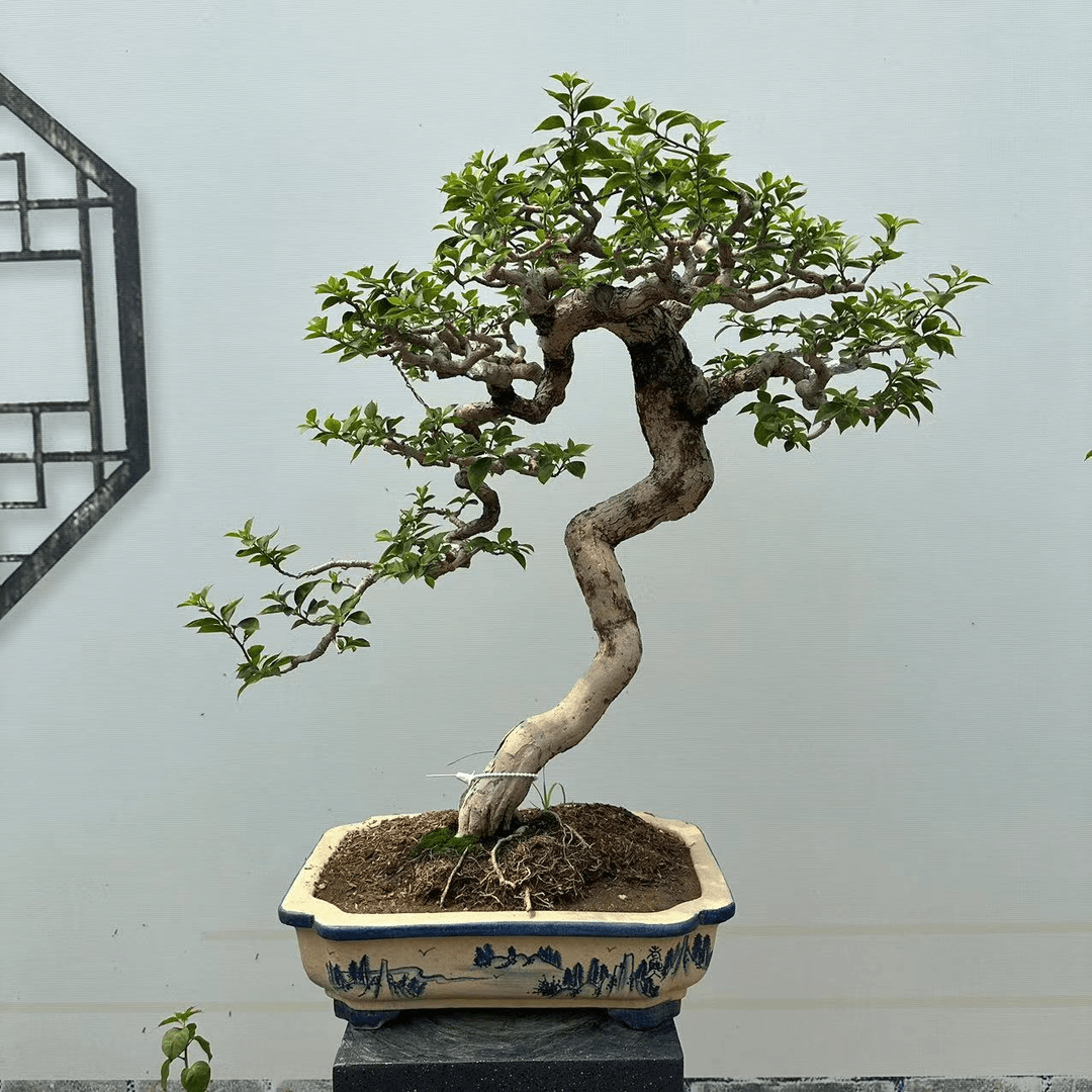 老桩文人小叶紫一物一拍大型盆景枝爪年功货阳台庭院