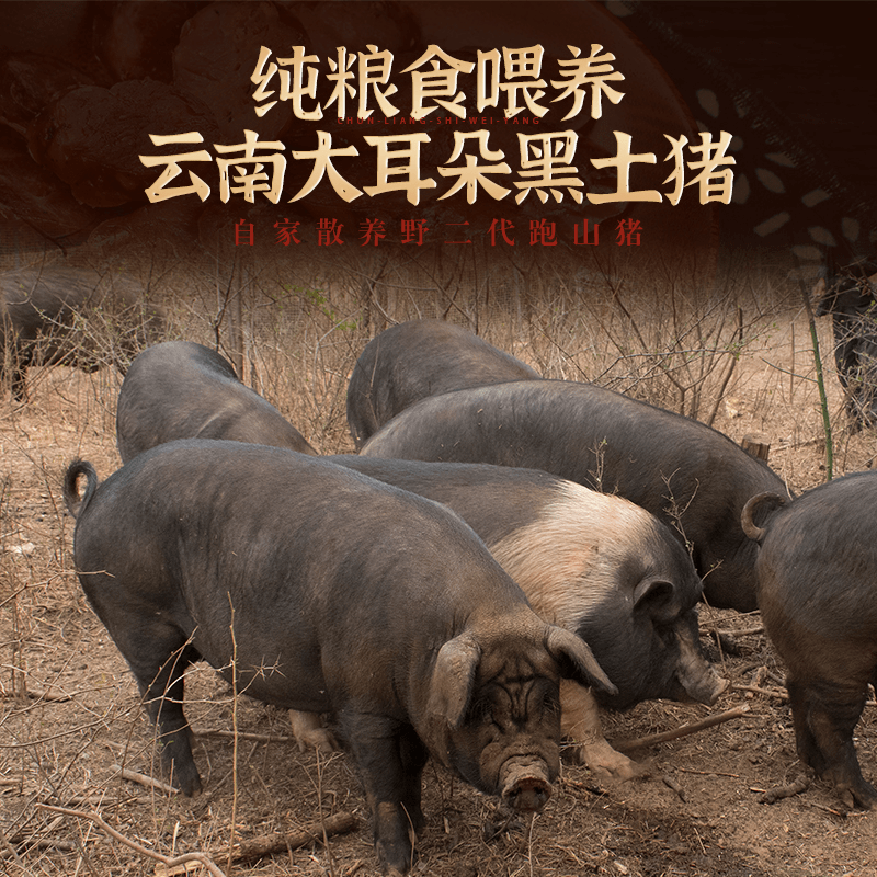 野二代黑毛土猪改价链接 6到20斤 生鲜备货后不退款冷冻散装
