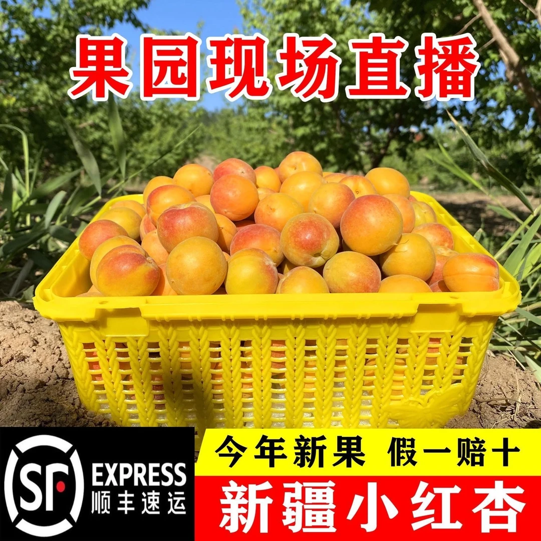 新疆正宗小红杏子吊干杏鲜杏当季产地现摘水果孕妇蜜甜杏整箱包邮