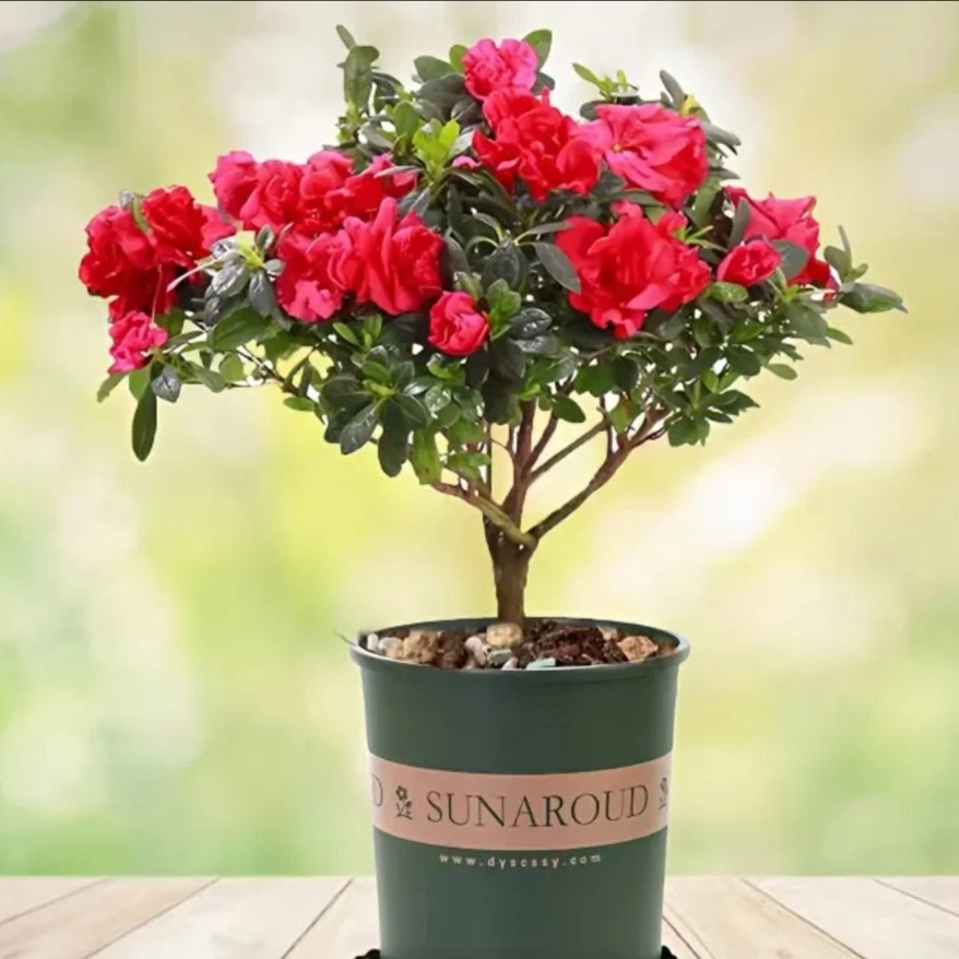 杜鹃花带花苞室内好养绿植客厅办公桌面花卉赏花植物盆栽庭院盆景