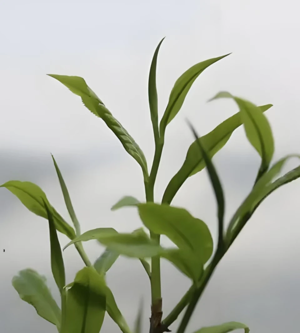 【盲拍】2018年  老红茶砖  古树红茶 250克