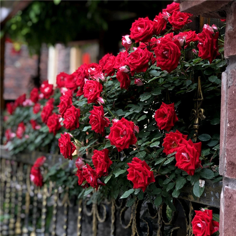 小女孩带花苞-爬墙藤本月季玫瑰蔷薇苗大花浓香庭院爬藤植物蓝色