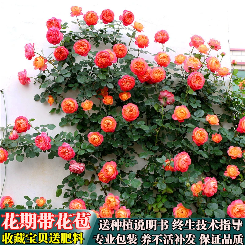 藤宝贝-爬藤月季花苗蓝紫色藤本宝石多花阳台庭院花蓝色
