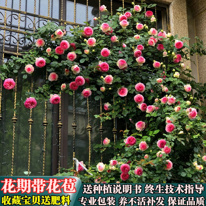 【1米5大苗】蔷薇苗宝石月季大花爬藤植物四季开花卉观赏