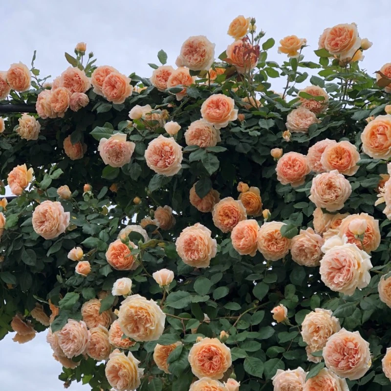 玛格丽特王妃-月季花苗爬藤大花四季蔷薇花卉物庭院玫瑰