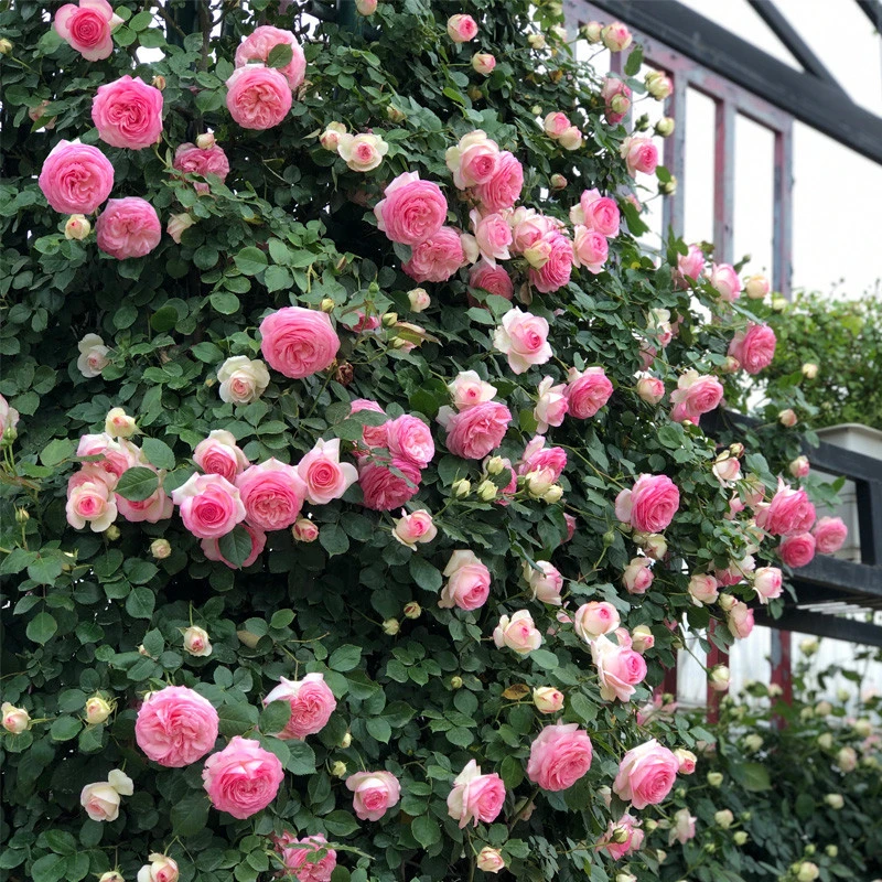 粉色龙沙宝-爬墙藤本月季花苗庭院爬藤阳台花卉蔷薇