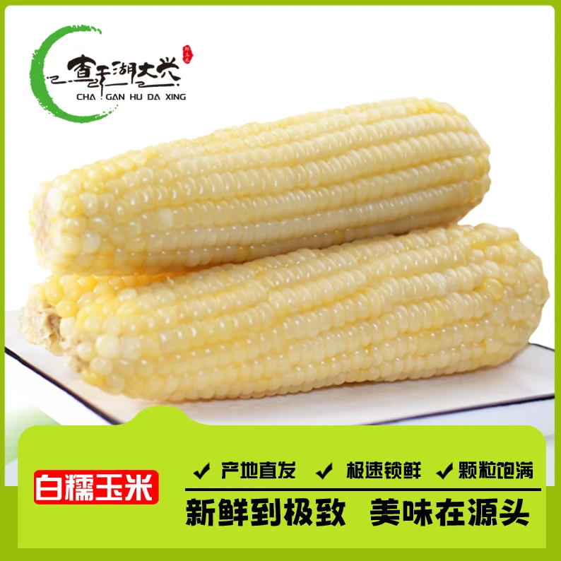 东北天然新鲜采摘白糯甜糯玉米到手10支单支250g整箱6斤