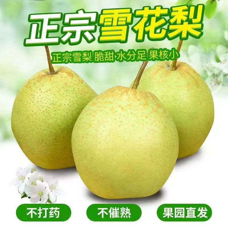 河北雪花梨煮水熬梨汤冰糖雪梨雪梨赵州雪梨甜酥脆非砀山梨鸭梨