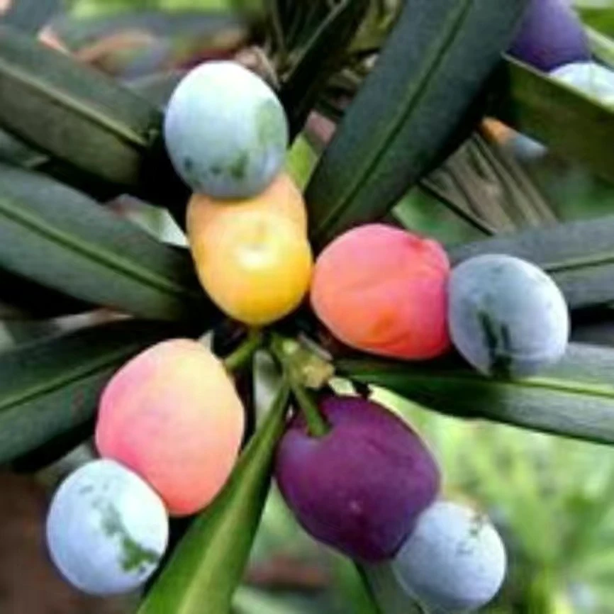 贵妃罗汉松为小叶品种,叶片肥厚短圆果子,正宗结果罗汉松树苗盆栽