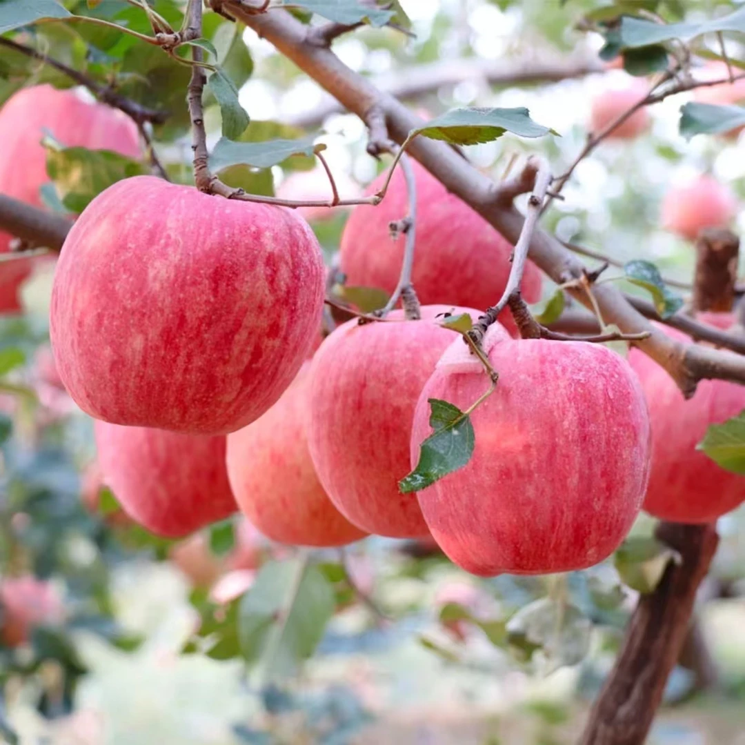 精品红富士苹果香甜可口