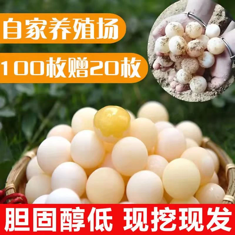 新鲜食用甲鱼蛋100枚再送20枚 十年以上老甲鱼水鱼蛋农家自养江西