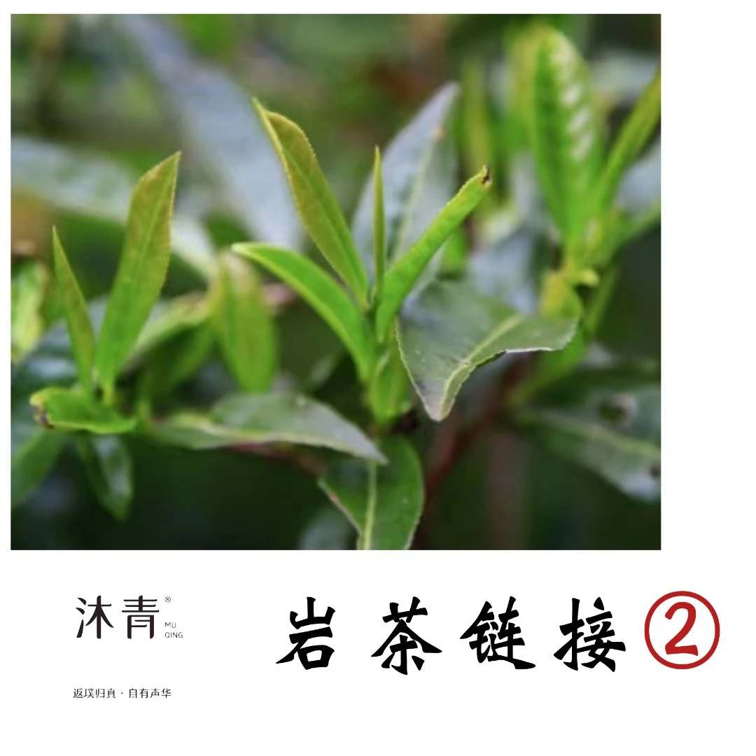 岩茶 玉树临风2泡+慧苑肉桂
