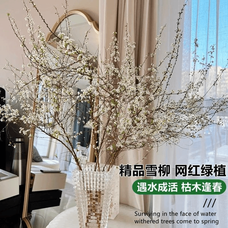 雪柳鲜枝水培干枝支珍珠李绿植物室内鲜花水养开花卉龙柳盆栽插花