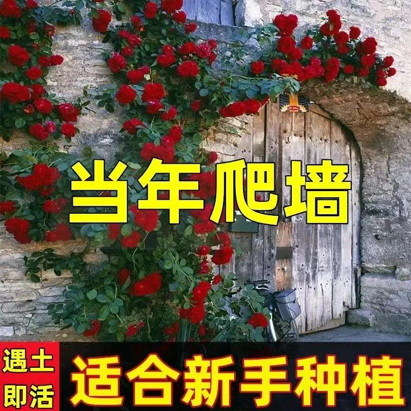 蔷薇花苗爬藤室内外四季开花藤本月季耐寒耐热庭院爬墙植物浓香型