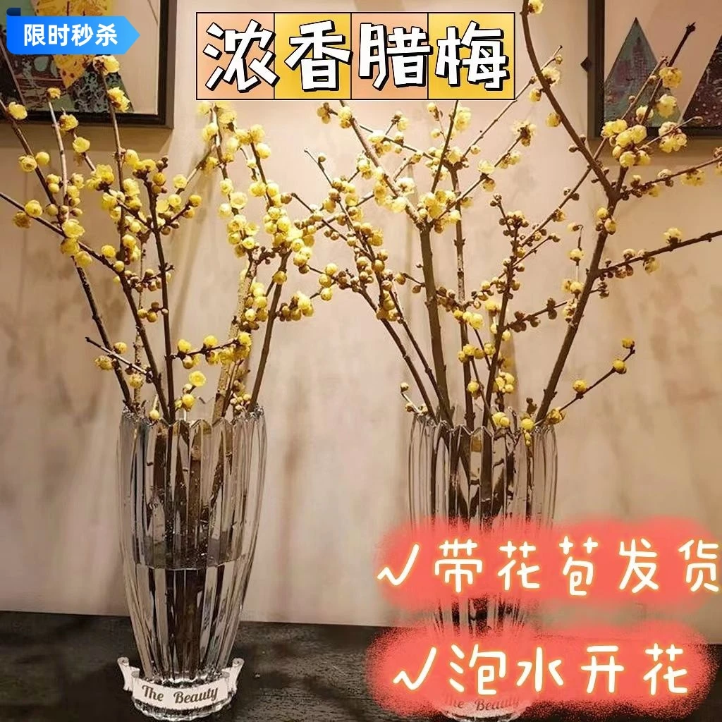 浓香型腊梅花枝带花苞水培耐寒鲜花客厅植物开花室内盆栽水养花卉
