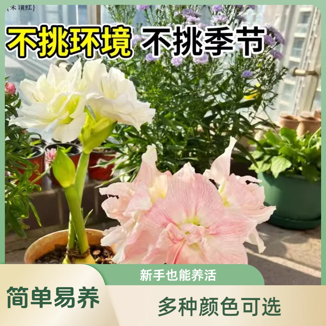 【日朱系列】十二单衣朱顶红种球盆栽花卉空气净化绿植冻不死好养活