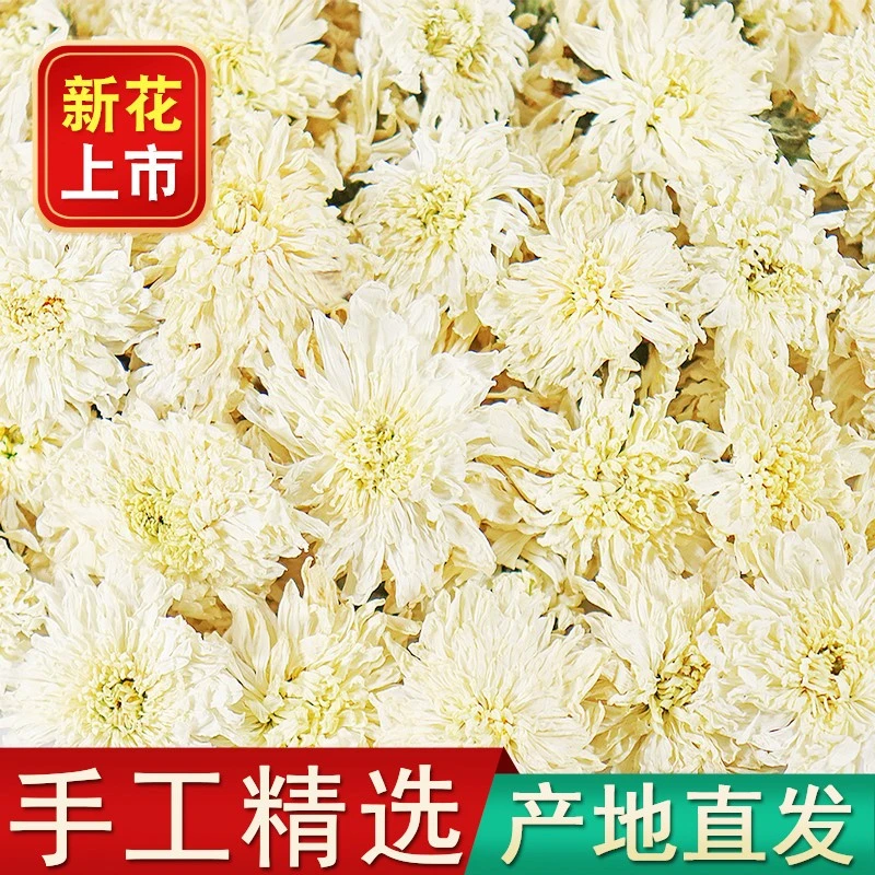 黄山白菊花茶白菊花新花黄山茶贡胎菊花散装品质好喝好茶采摘品质