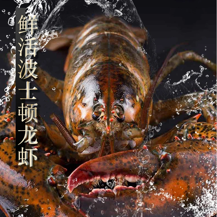 加拿大【鲜活发货 包活到家】大波龙虾 海鲜  饱满 特大龙虾 顺丰