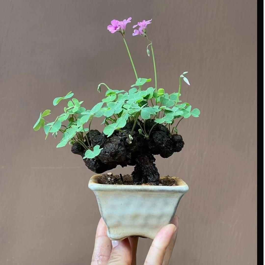 红花草   幸运草  老桩微盆景春季栽培秋季