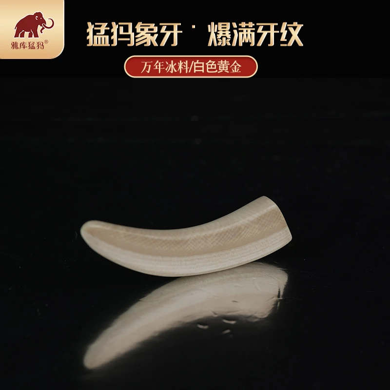 AS 00946 天然猛犸牙 牙尖 支持鉴定假一罚四