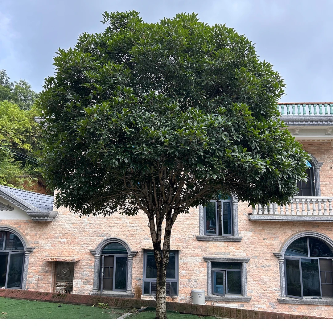 八月桂金桂树苗地栽盆栽阳台庭院绿化浓香型花卉绿植（不含盆）栽培