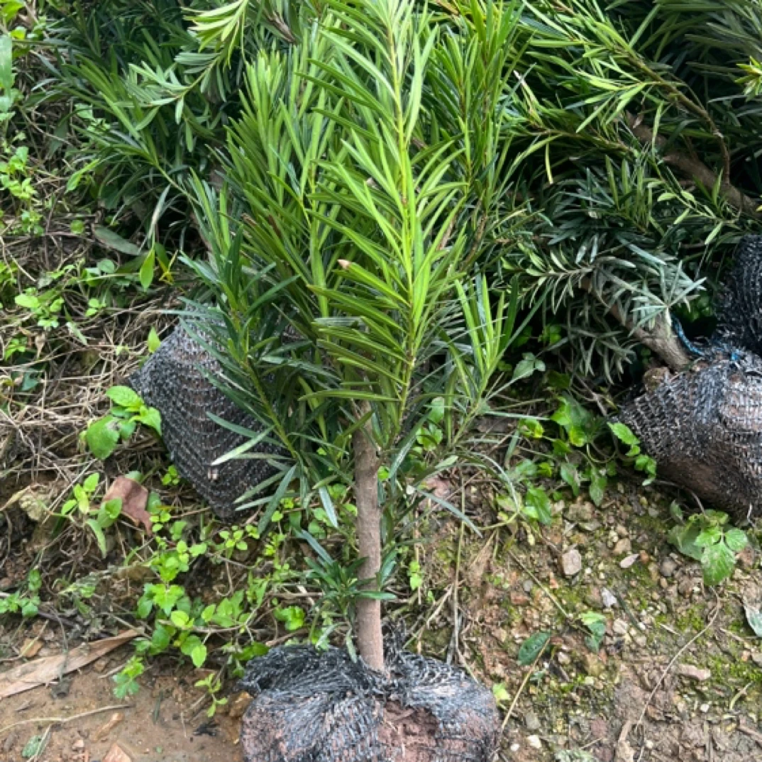 罗汉松直播间一物一拍请勿自行下单