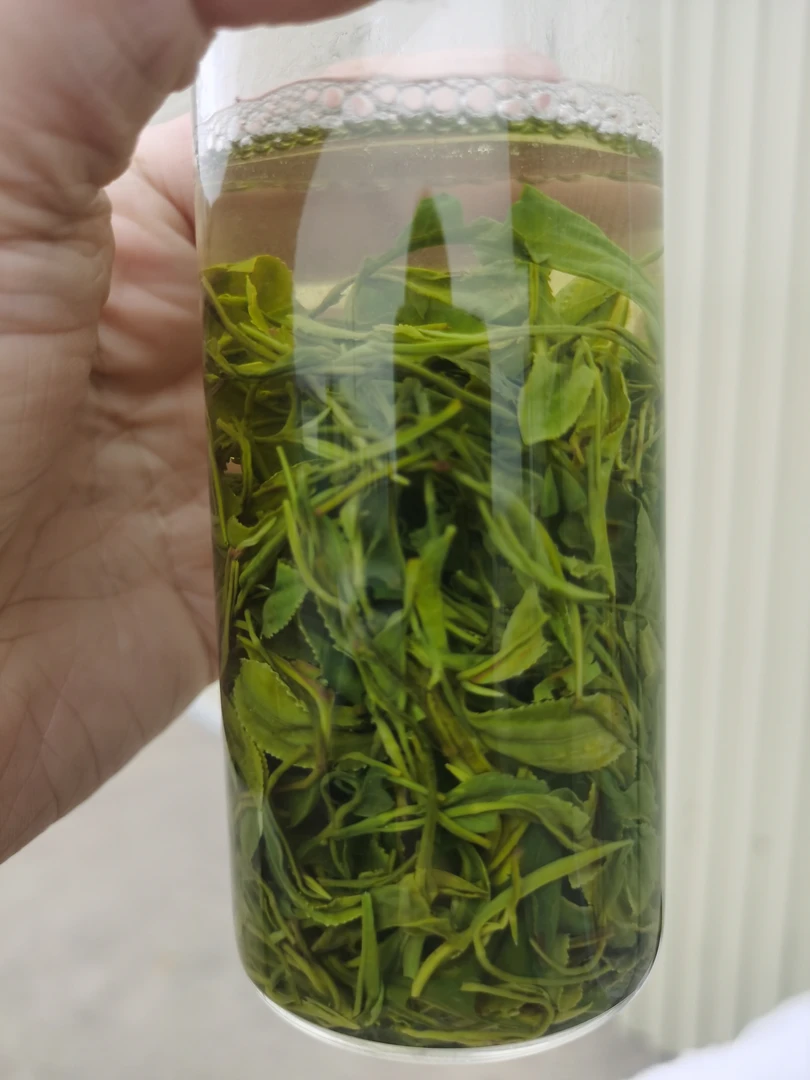 【降温口粮茶】浉河区谭家河2023年新茶信阳毛尖原产地核心产区