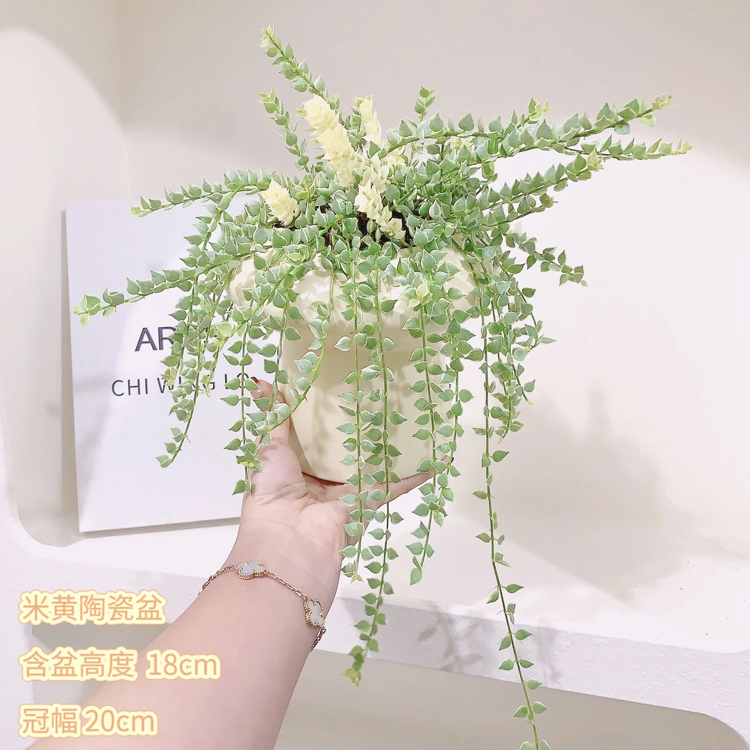 百万心锦化花叶百万心金边爱心藤室内飘窗台阳台好养吊兰长藤植物