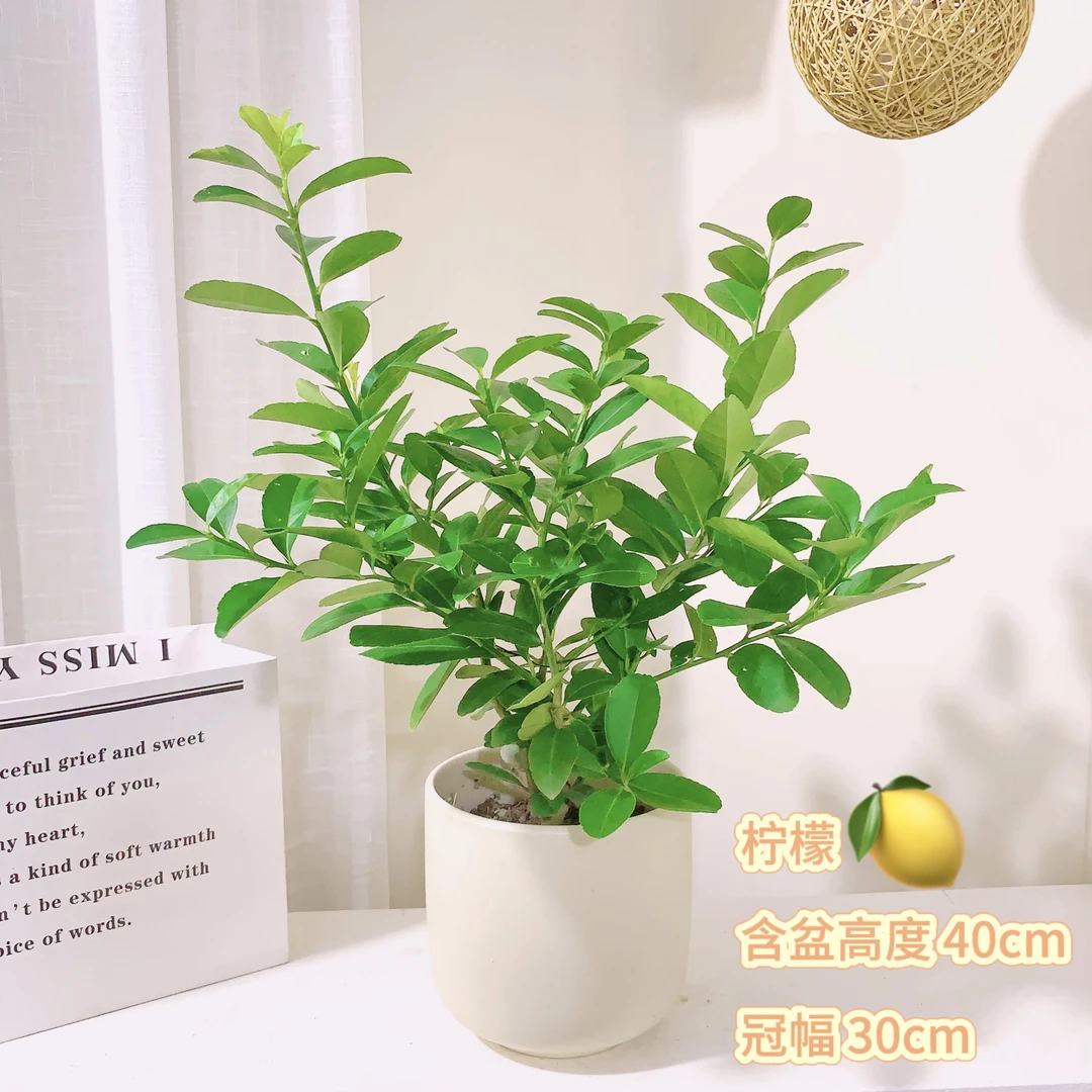 柠檬进化空气春雨阳台开花粉色带香味结果室内植物易活观叶绿植