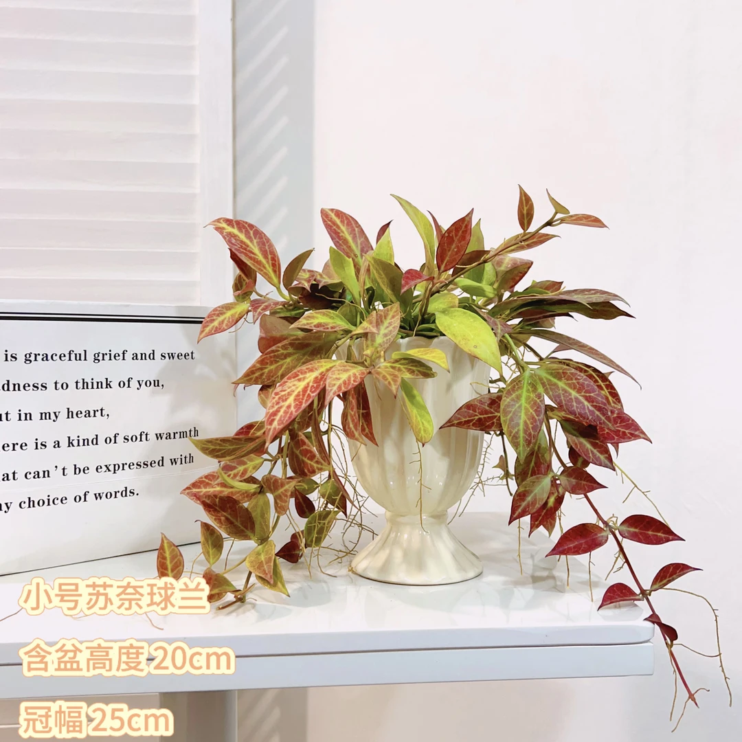 苏奈球兰吊兰开花香味变色球兰阳台观长藤垂吊绿植室内吸甲醛盆栽