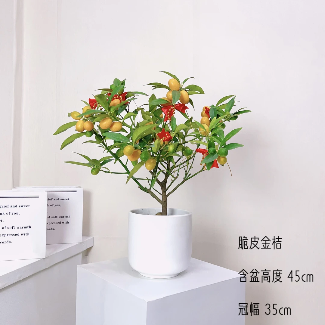 金吉盆景四季常青植物小盆栽室内客厅办公室阳台飘窗桌面绿植老桩