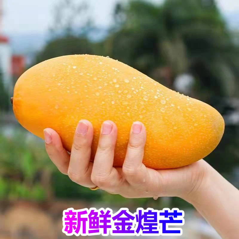 新鲜海南金煌芒果皮薄香甜多汁芒果2-9斤应季水果金煌芒 坏果包赔