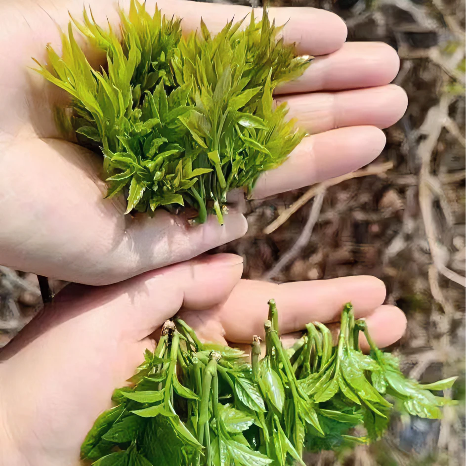 【春茶头采小芽头】张家界莓茶藤茶土家龙须茶养生富硒野生明前芽头
