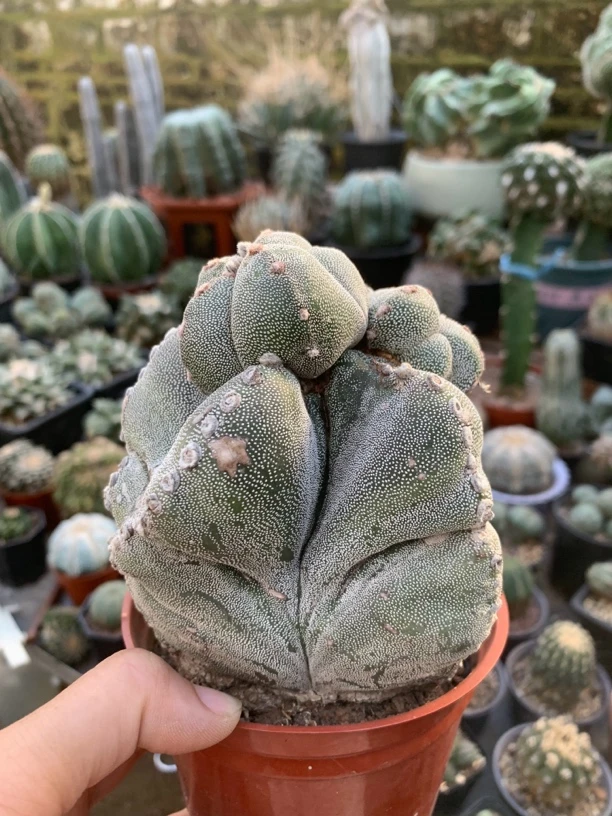 实生鸾凤玉老桩仙人球怪桩