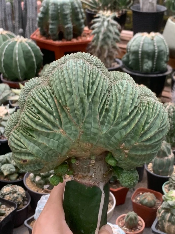 布纹球缀化龙骨嫁接直径15厘米超美