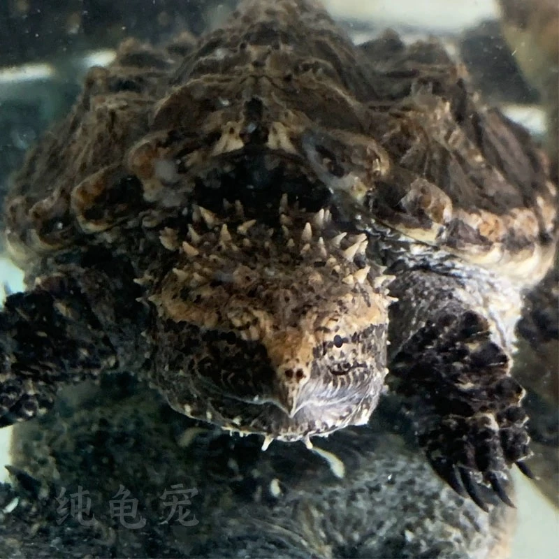 爆刺佛鳄龟拟鳄龟原种佛鳄龟苗小鳄宠物龟乌龟