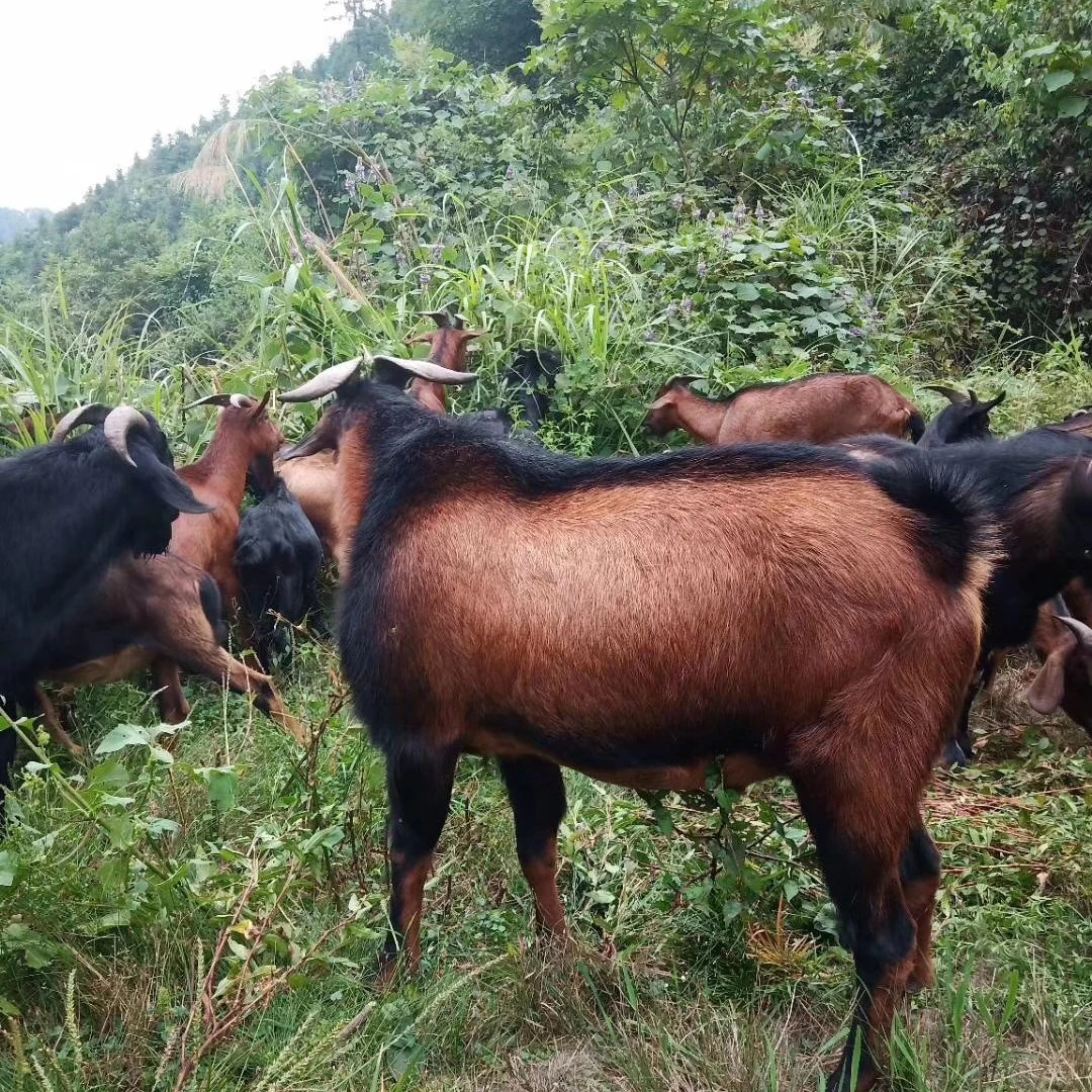 江西老品种山羊肉【羊前腿】顺丰冷链包