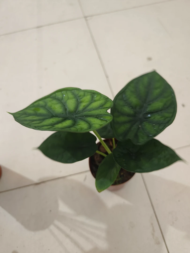 板盾海芋盆栽绿植