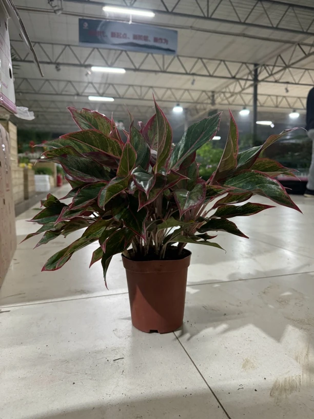万年红 140# 多株苗 室内盆栽绿植