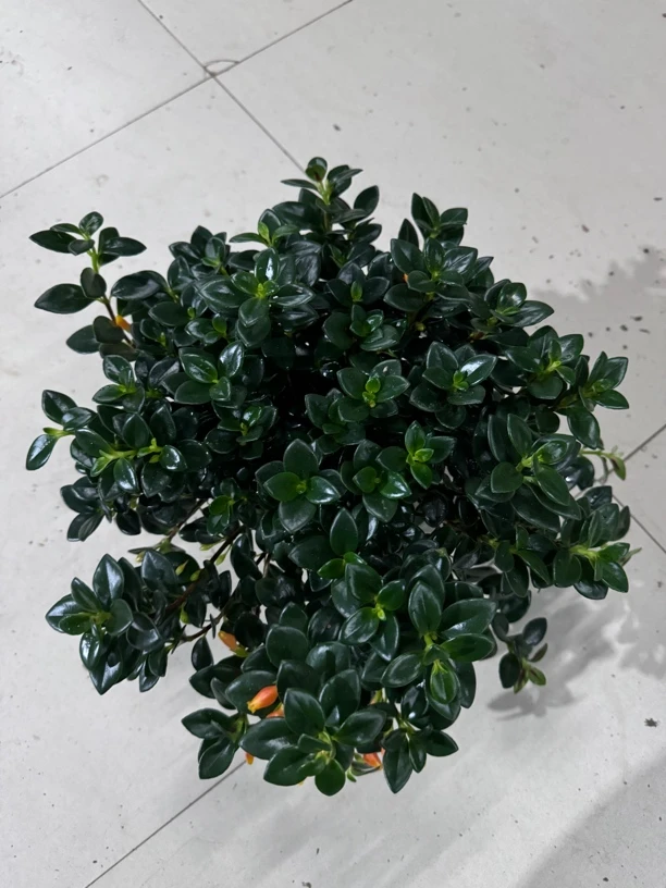 金鱼花 花苞多多 绿植盆栽花卉