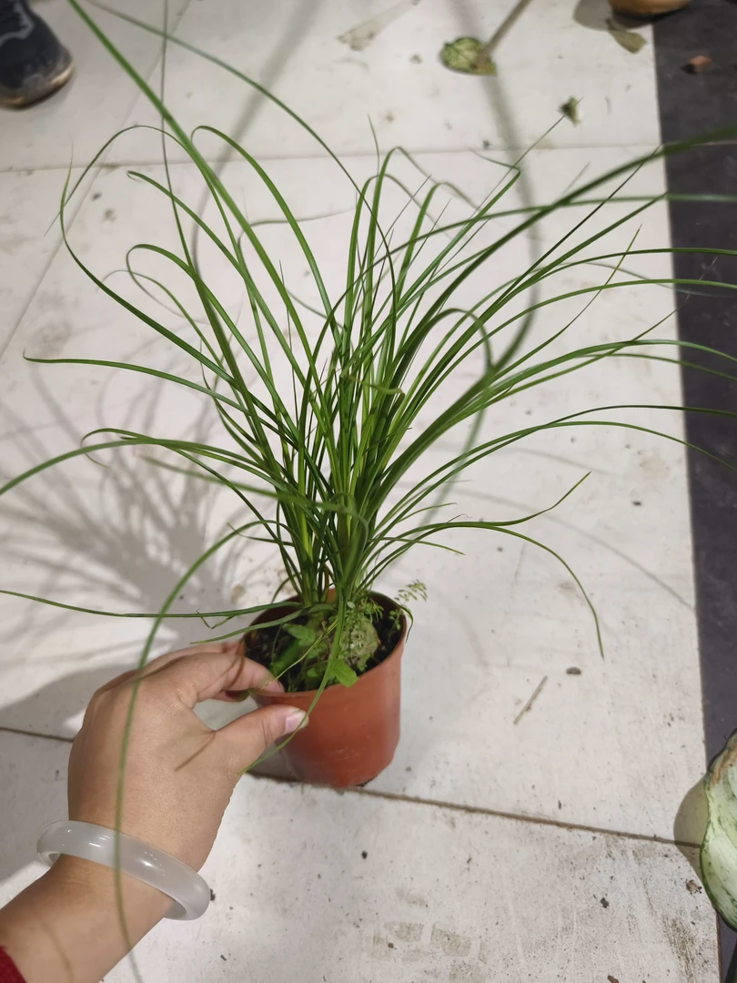 酒瓶兰盆栽绿植室内