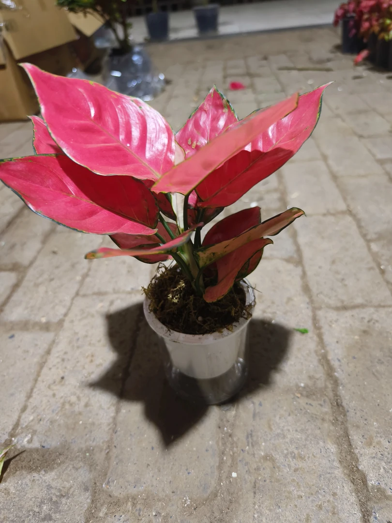 状元红 水培 室内盆栽绿植