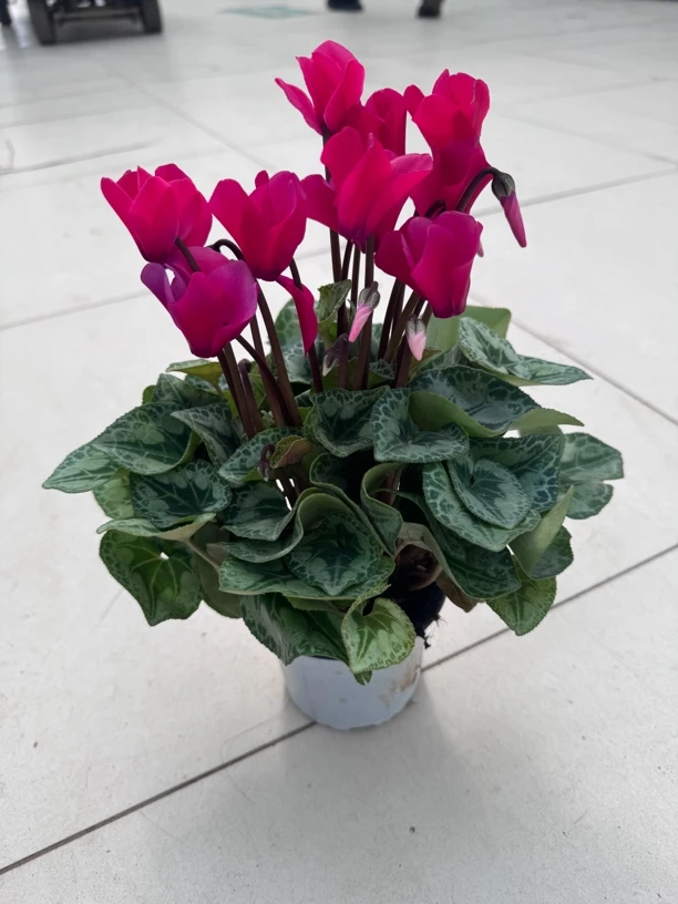 仙客来 小花型 花期长100#盆 颜色随机