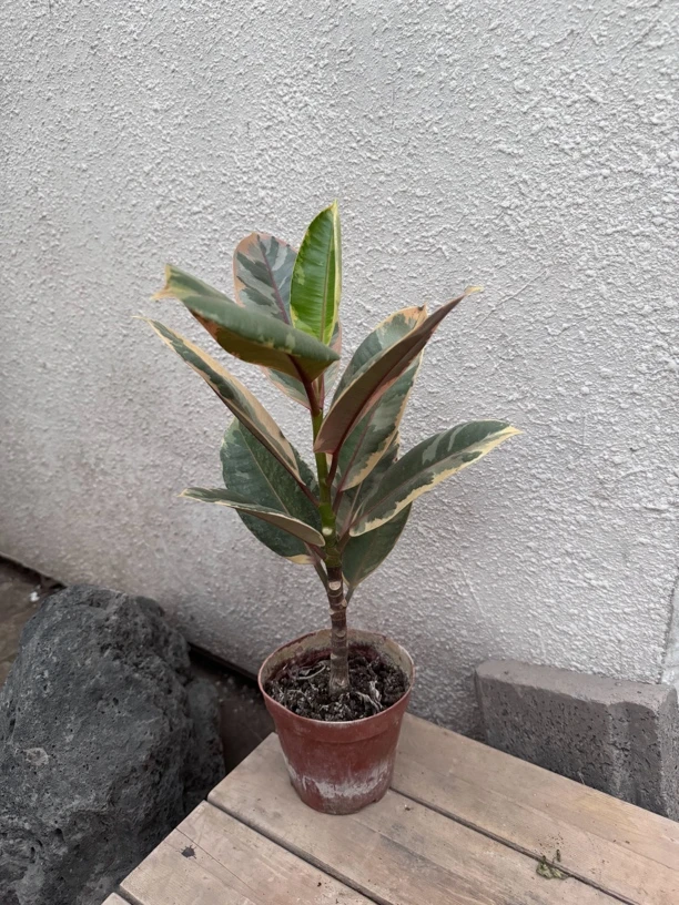 花叶橡皮树 单杆 盆栽花卉