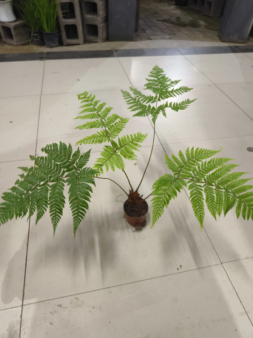 红磷蕨精品盆栽绿植